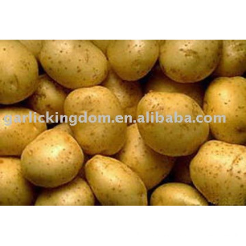 New Holland potato on sale now !